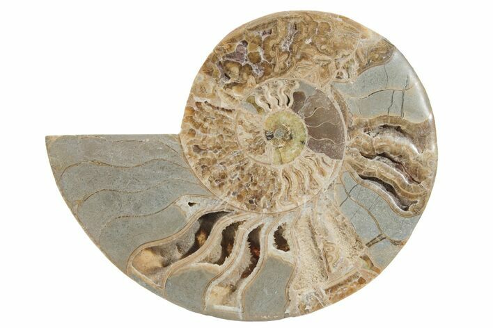 Choffaticeras (Daisy Flower) Ammonite Half - Madagascar #216929